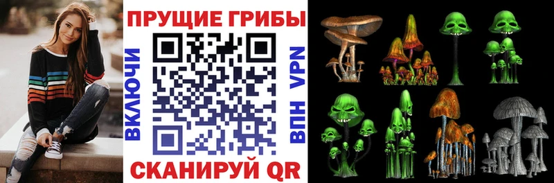 Галлюциногенные грибы Psilocybe  Купить закладки  Грозный 